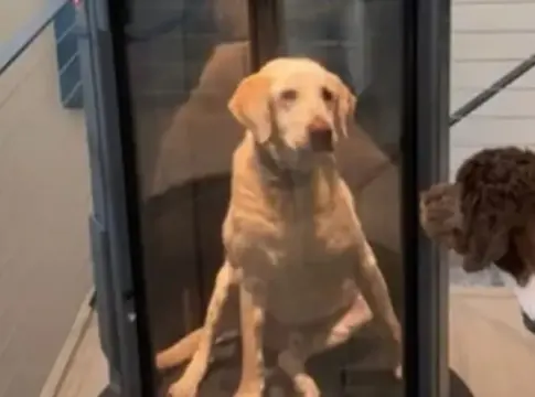 Perro ascensor Perro ascensor