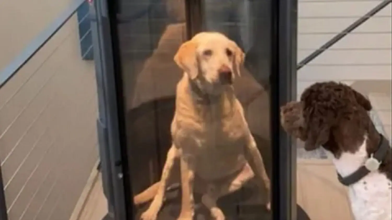 Perro ascensor Perro ascensor