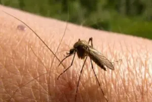 La OCU avisa de que las pulseras antimosquitos no funcionan: esto es lo que sí debes usar