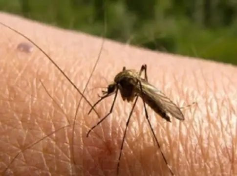 alerta por la propagación del mosquito transmisor de 3 virus 4
