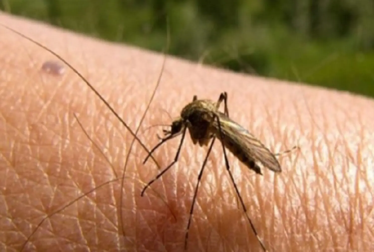 alerta por la propagación del mosquito transmisor de 3 virus 4