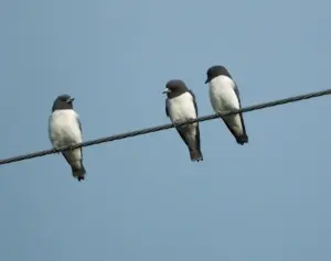 Un estudio con participación española confirma que los rodenticidas envenenan a las aves rapaces de la Patagonia