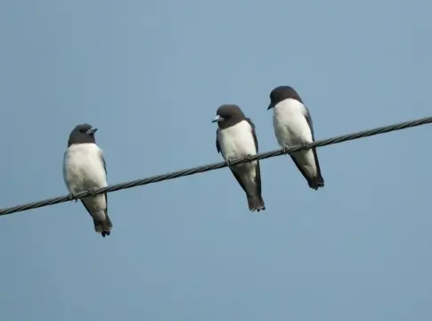 aves