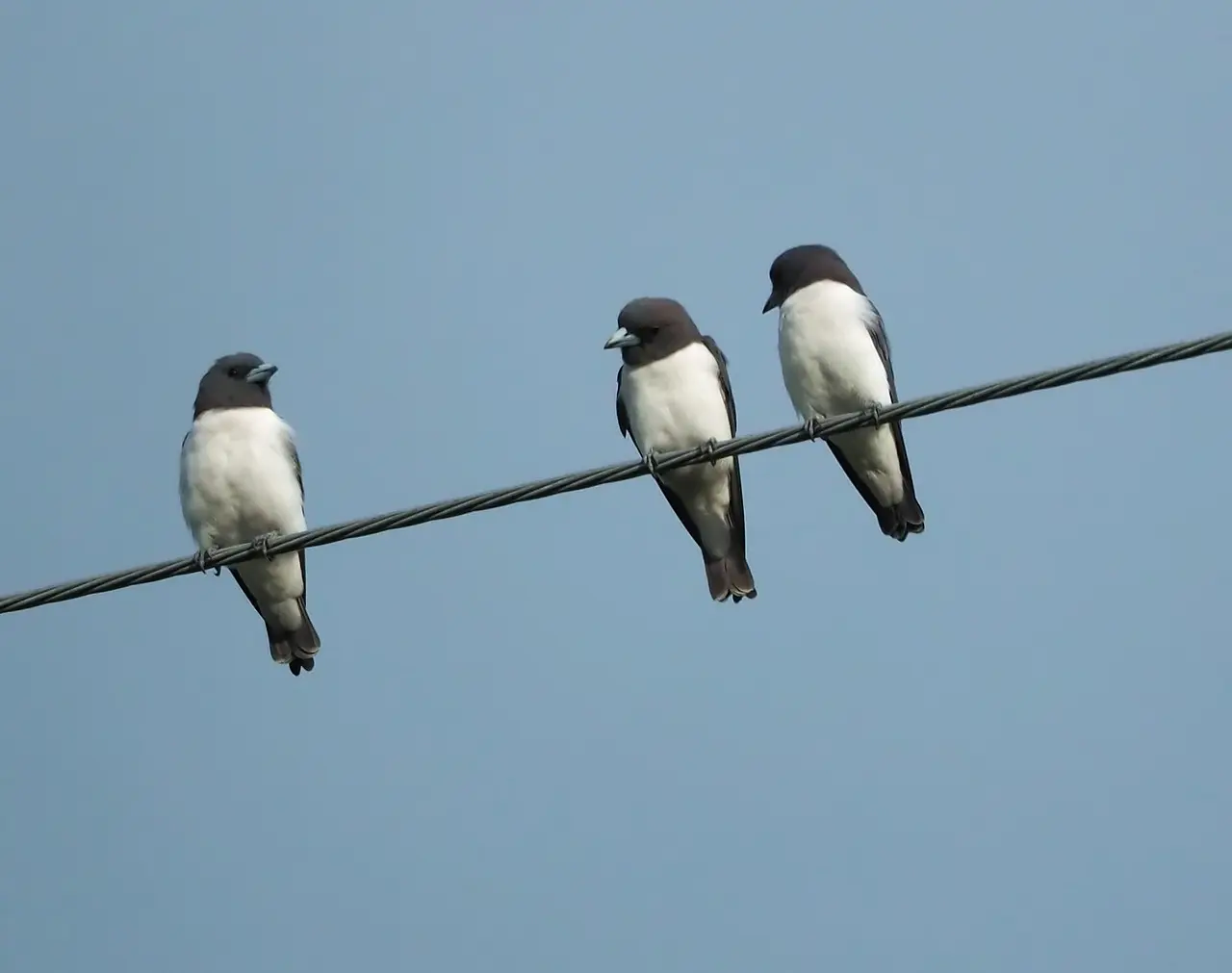 aves