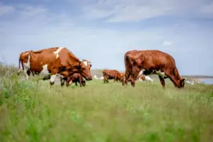 brucelosis bovina Extremadura