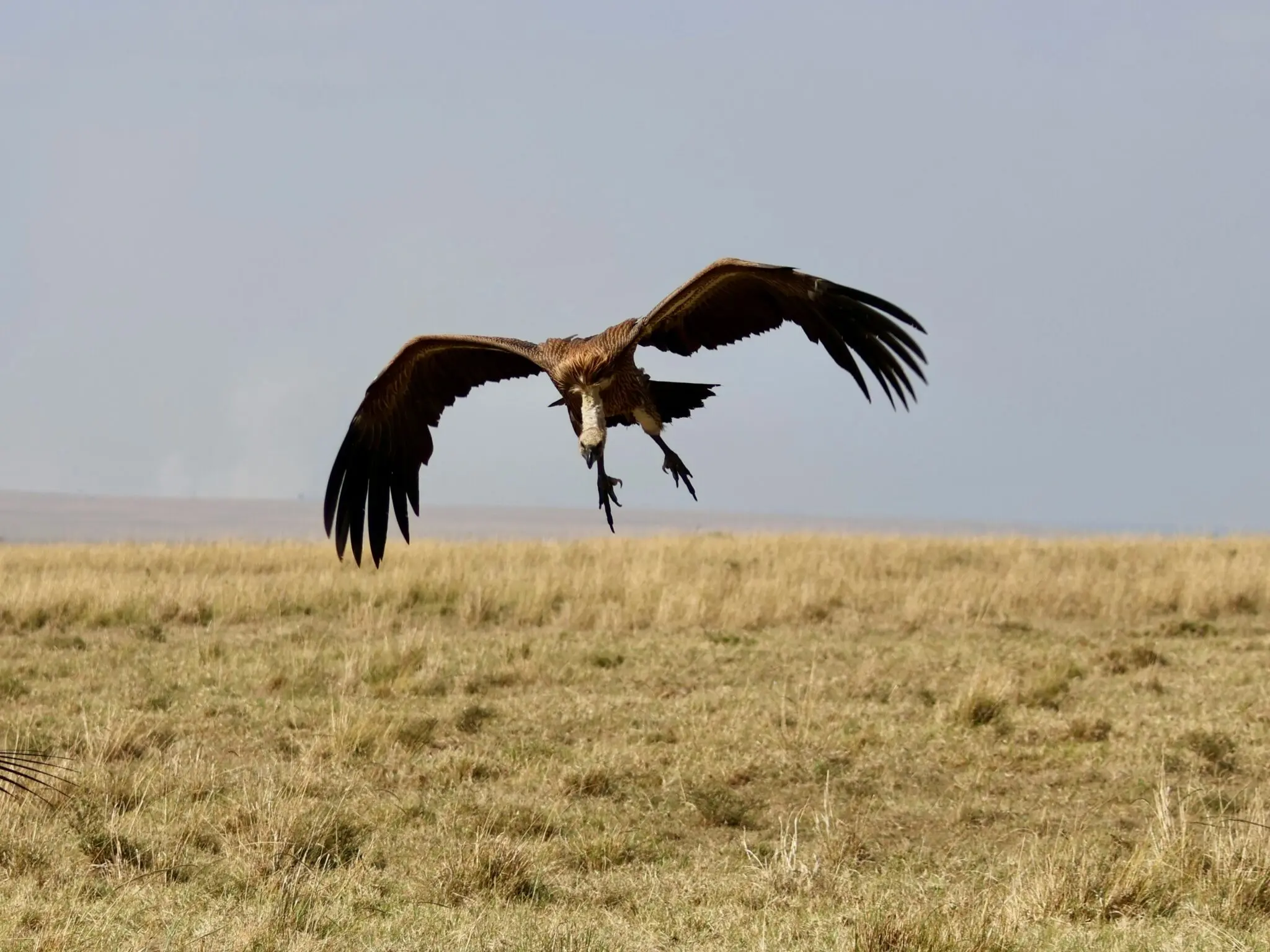 Buitres carroñeros: el equipo de limpieza del Serengeti 2 aves carroñeras