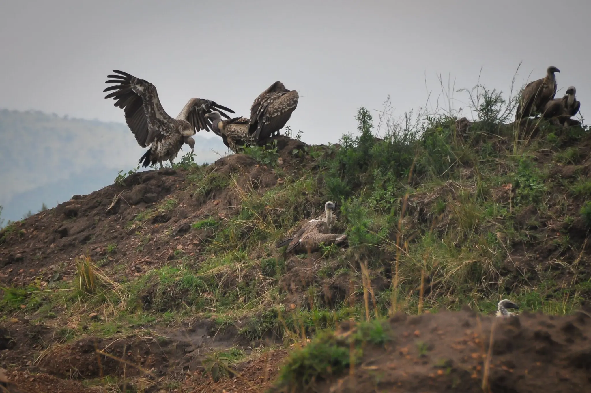 Buitres carroñeros: el equipo de limpieza del Serengeti 3 aves carroñeras