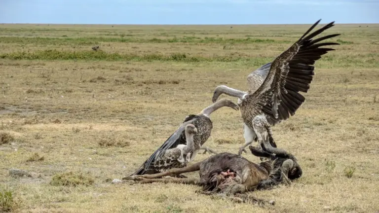 Buitres carroñeros: el equipo de limpieza del Serengeti