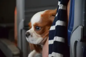 cachorros abandonados adopción