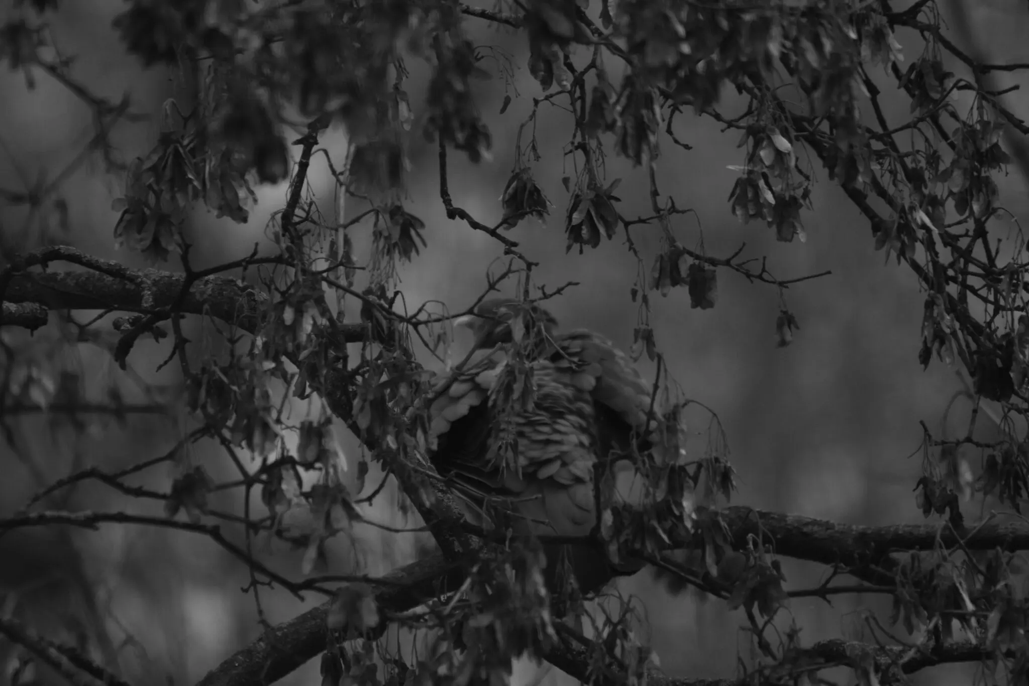 Camuflaje del búho: así se funde con los árboles para cazar sin ser visto 1 búhos camuflaje