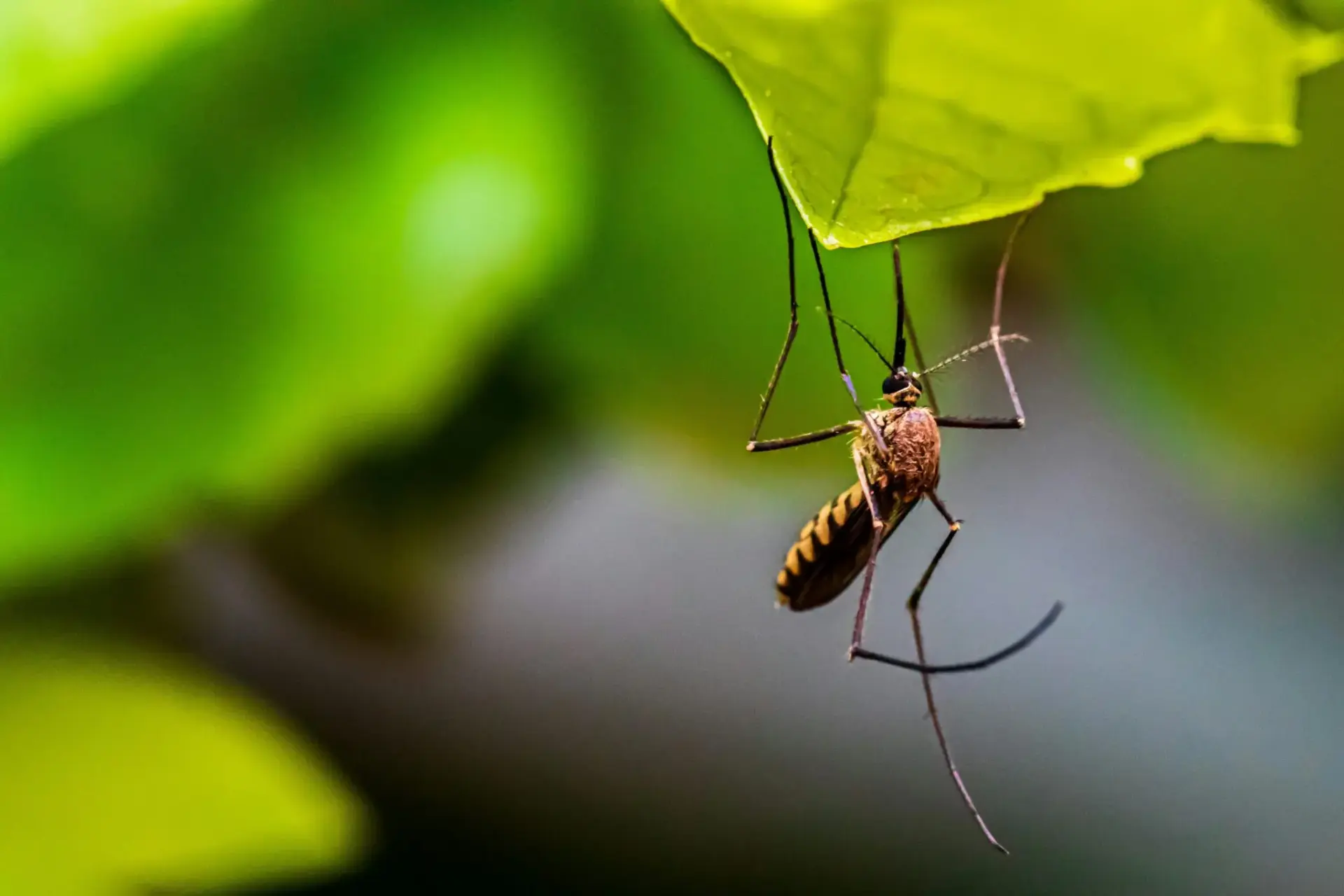 casos-chikungunya-espana-mosquito-tigre-portada chikungunya España mosquito tigre