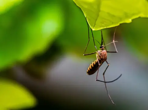 casos-chikungunya-espana-mosquito-tigre-portada chikungunya España mosquito tigre