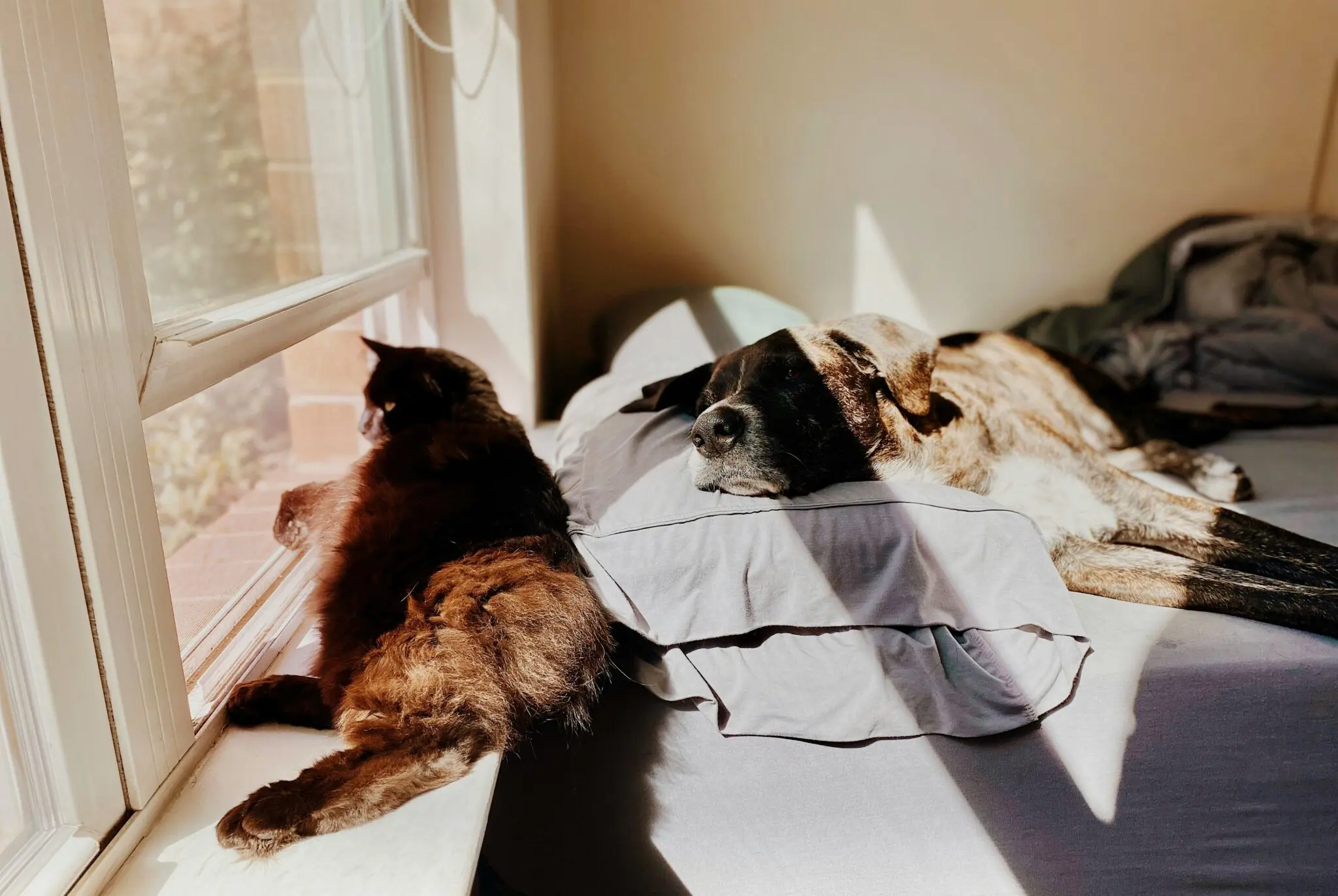 Eclipse solar y los perros: qué efectos tiene en tu mascota 1 afecta eclipse a mi perro