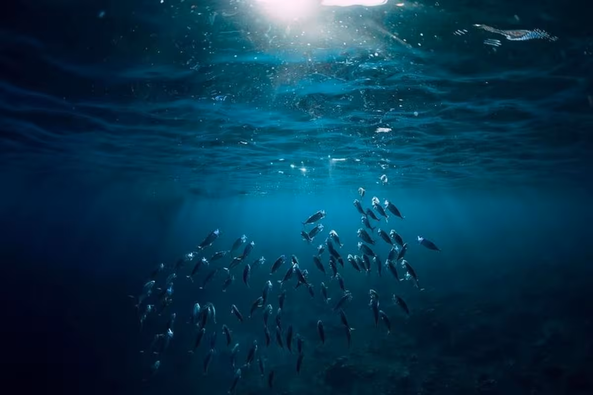 National Geographic muestra las imágenes de una especie marina dada por extinta en la costa National Geographic muestra las imágenes de una especie marina dada por extinta en la costa