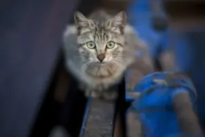 gato olvidar a su dueño