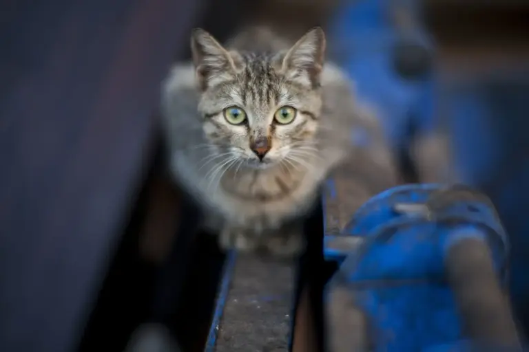 gato olvidar a su dueño