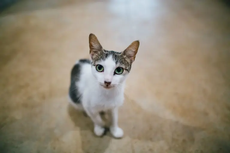 Estanterías para gatos en la pared: medidas, materiales y presupuesto real para pisos pequeños