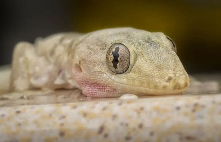 Los geckos no se deshidratan: el secreto está en su piel (y la ciencia tiene un plan para copiarlo)