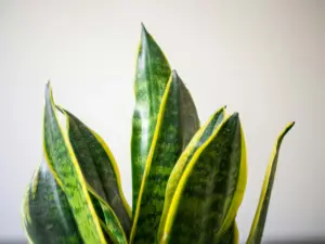 hojas amarillas plantas