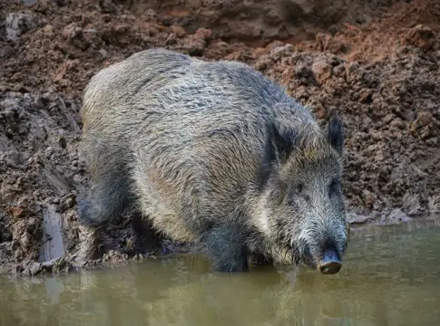 jabali