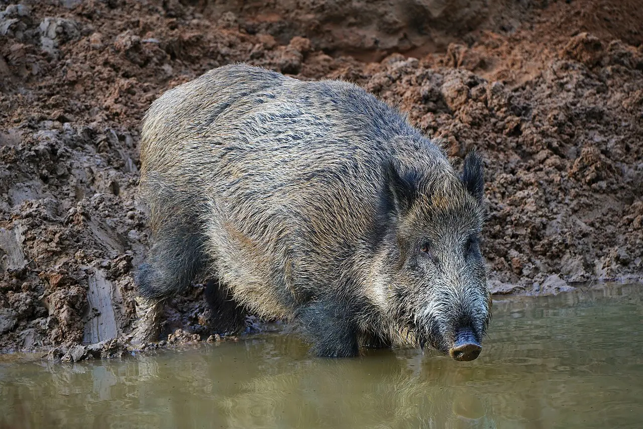 jabali