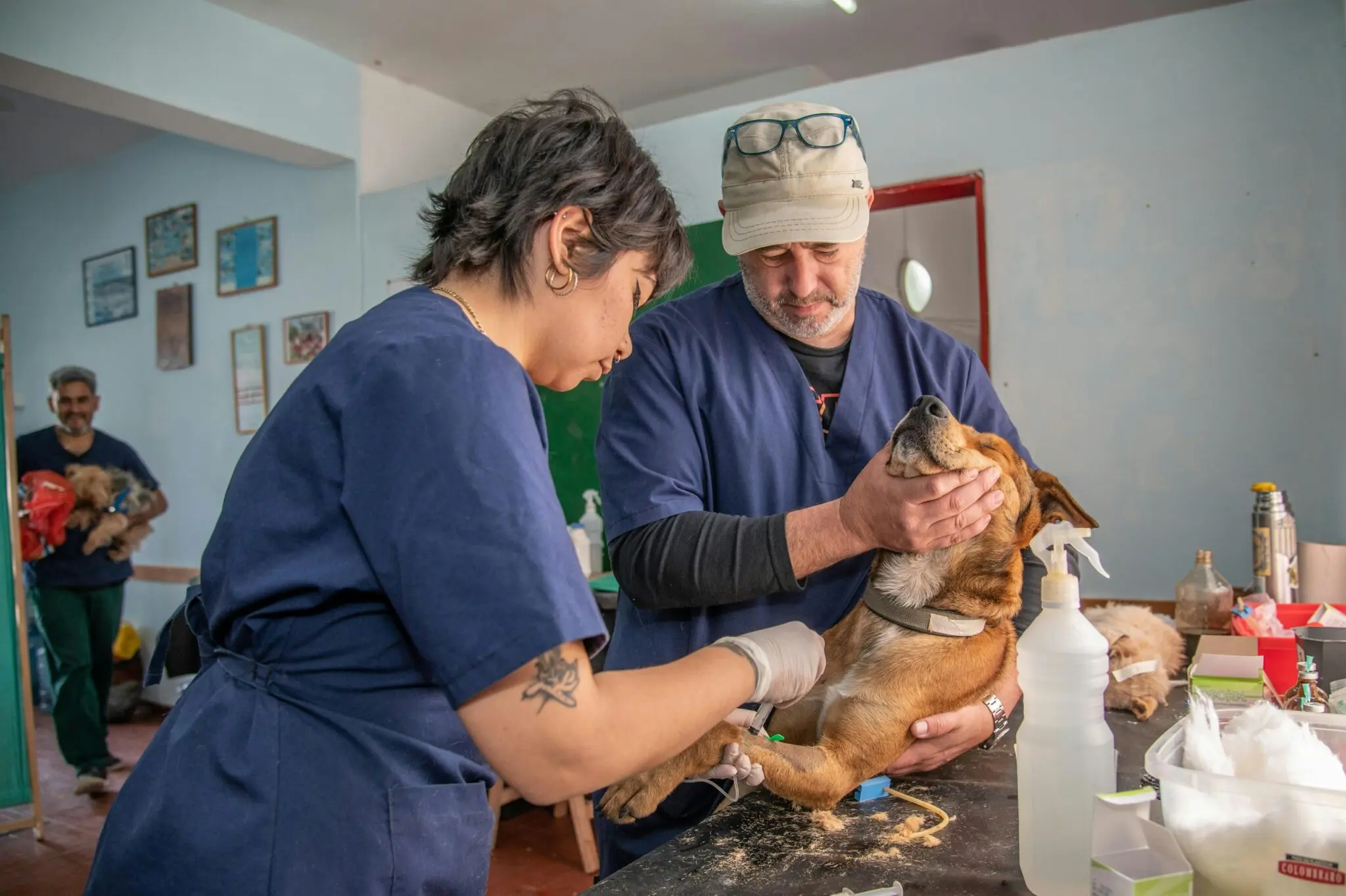 La leishmaniosis canina: el origen español del perro fue clave para su diagnóstico en Reino Unido 1 leishmaniosis perro síntomas