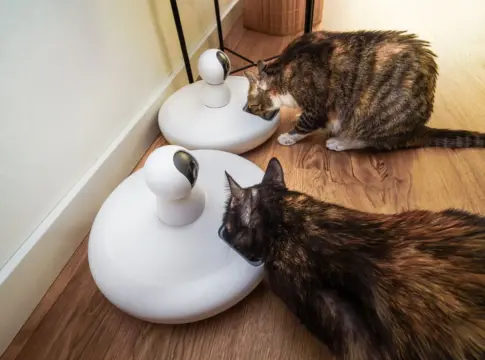 litter-robot-5-pro-confunde-gatos-portada Litter-Robot 5 Pro
