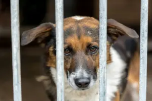 maltrato de perros en una escuela canina