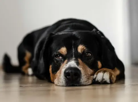 perro 3
