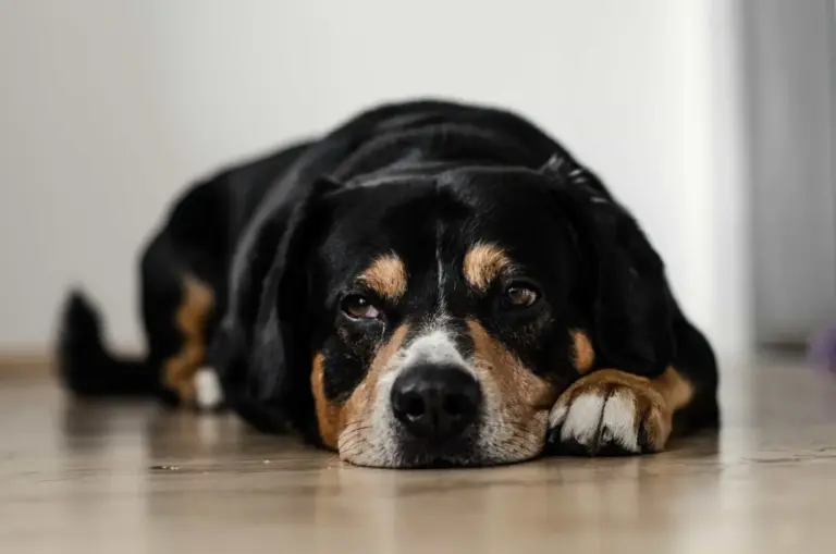 Eclipse solar del 12 de agosto: cómo afectará a perros y gatos, según una veterinaria etóloga