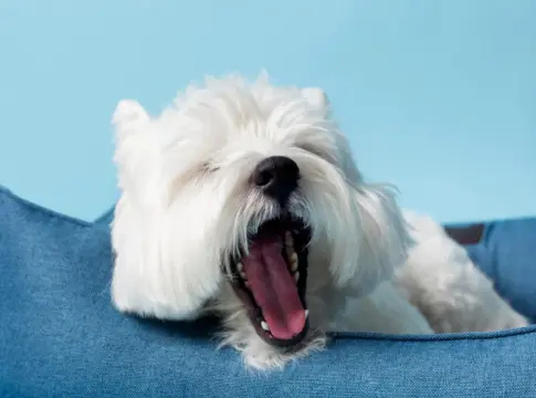 perro bostezo