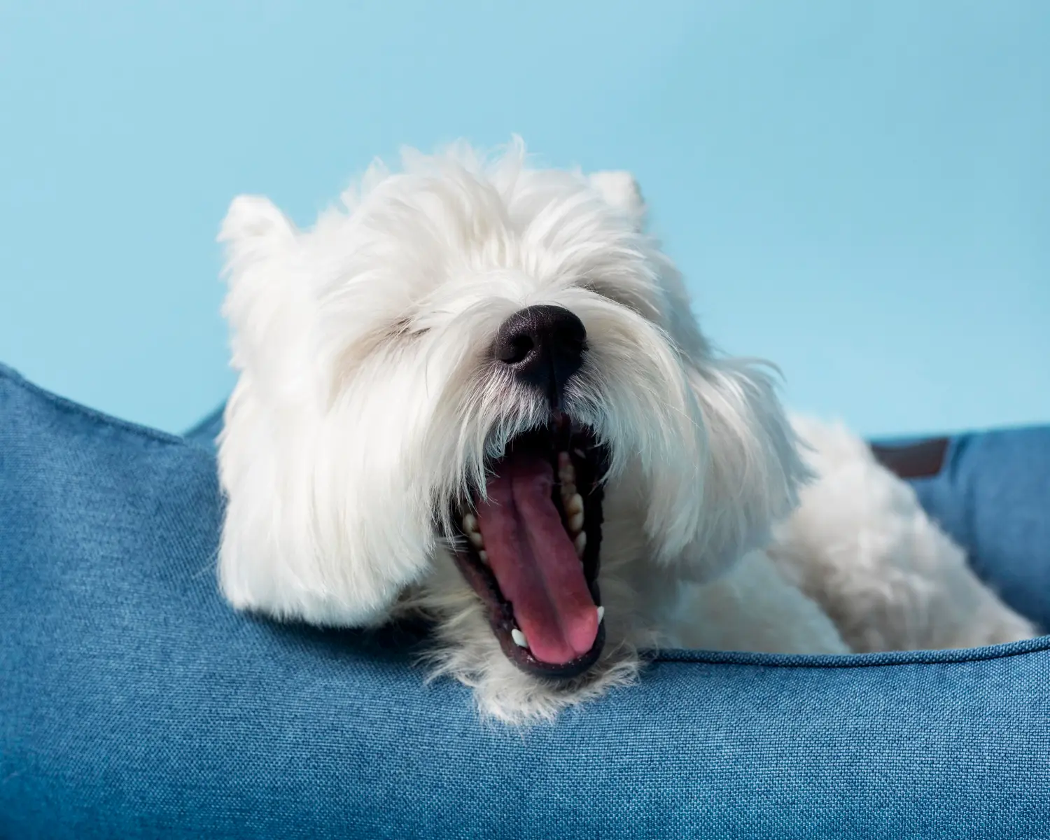 perro bostezo