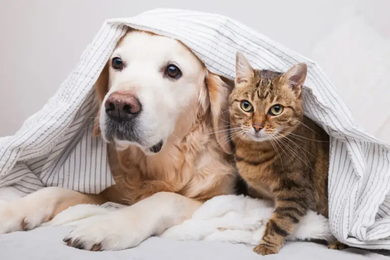 El nuevo reglamento europeo de bienestar animal para mascotas: lo que cambia para los dueños