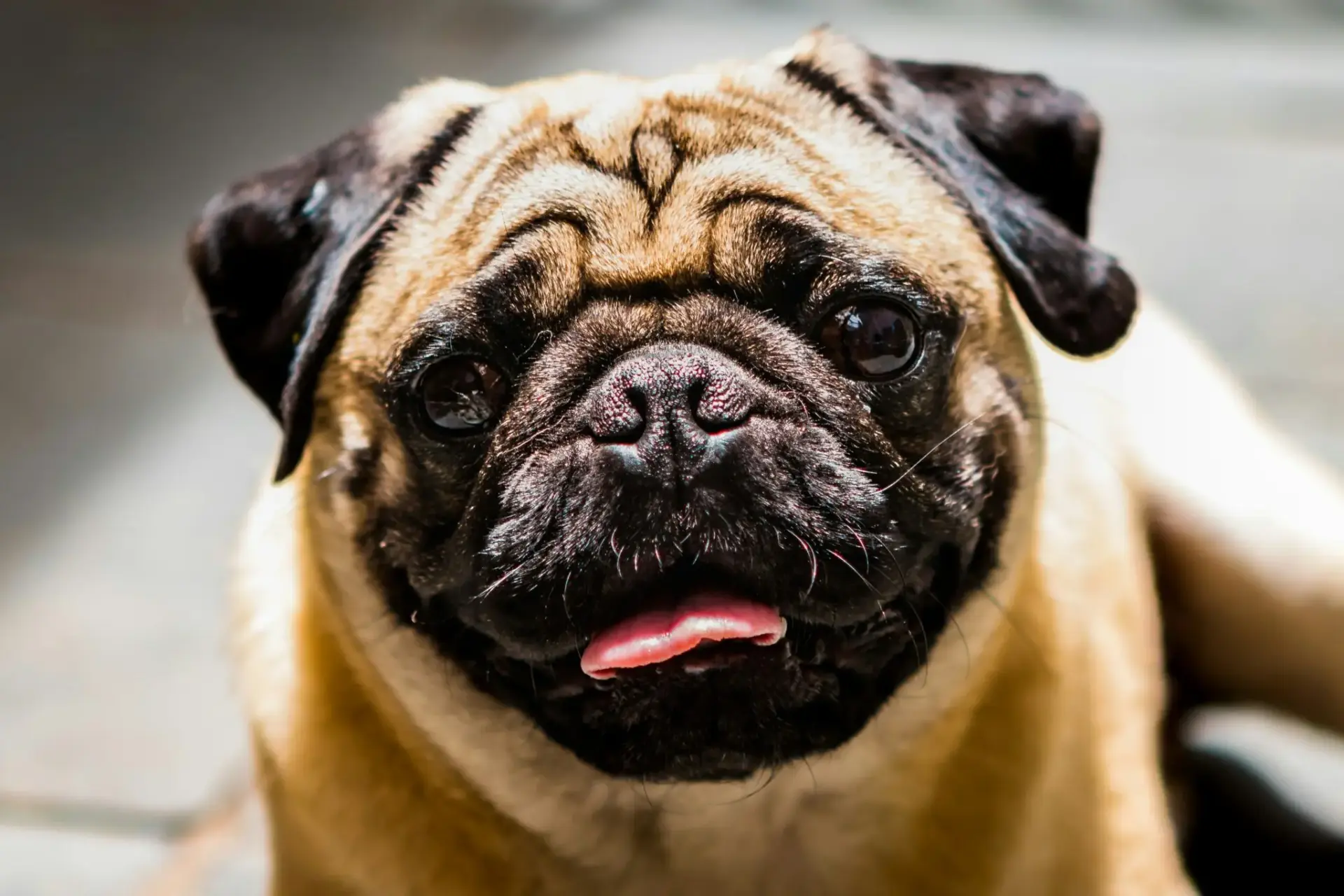 perros-braquicefalos-salud-mes-carlinos-problemas-r-1 carlinos problemas respiratorios