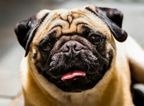 perros-braquicefalos-salud-mes-carlinos-problemas-r-1 carlinos problemas respiratorios