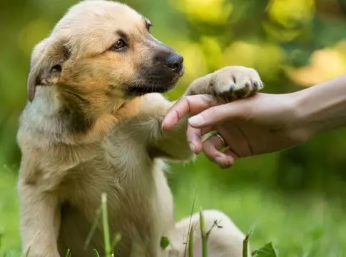 perros cachorros sin raza