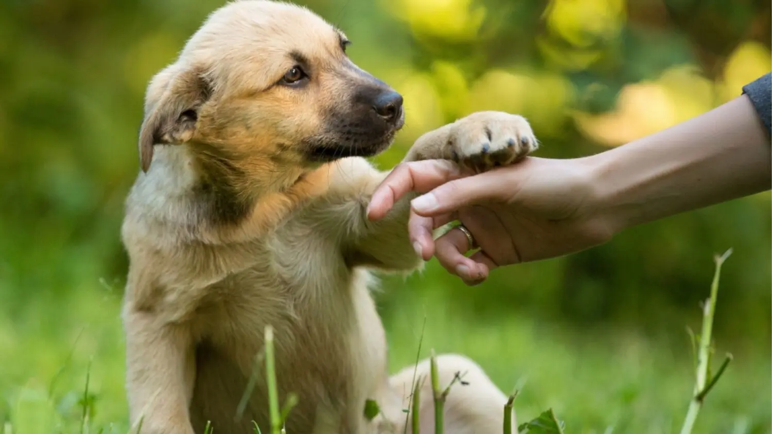 perros cachorros sin raza