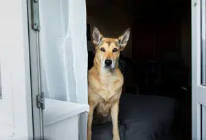 Marley, el perro ciego abandonado que ahora busca personas desaparecidas: la historia que emociona