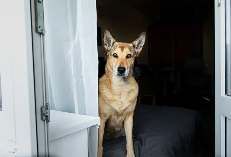 Marley, el perro ciego abandonado que ahora busca personas desaparecidas: la historia que emociona