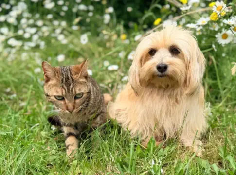 Los mejores sitios para comprar productos para animales online en 2026 - Fuente: Pexels Los mejores sitios para comprar productos para animales online en 2026