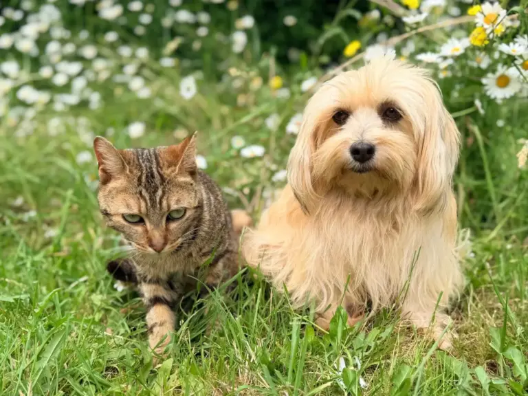 Los mejores sitios para comprar productos para animales online en 2026