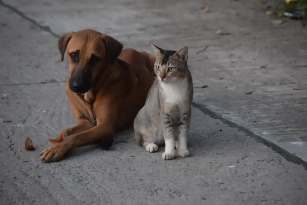 Los mejores sitios para comprar productos para animales online en 2026 1 Productos para animales y las tiendas online que más opciones ofrecen