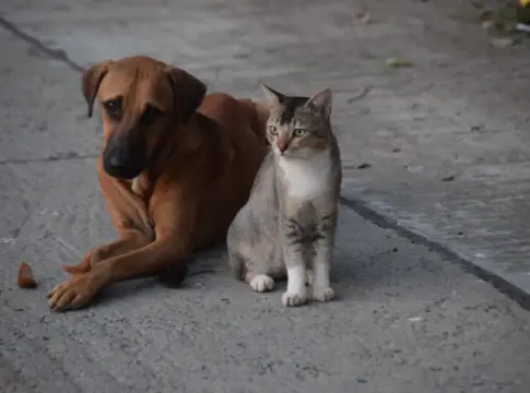 Productos para animales y las tiendas online que más opciones ofrecen - Fuente: Pexels Productos para animales y las tiendas online que más opciones ofrecen