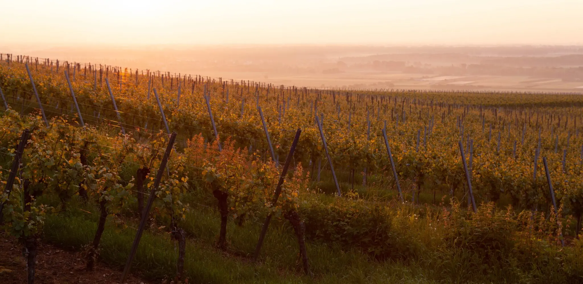 Planes en bodegas para este verano: catas, conciertos y el eclipse solar del 12 de agosto 1 enoturismo España