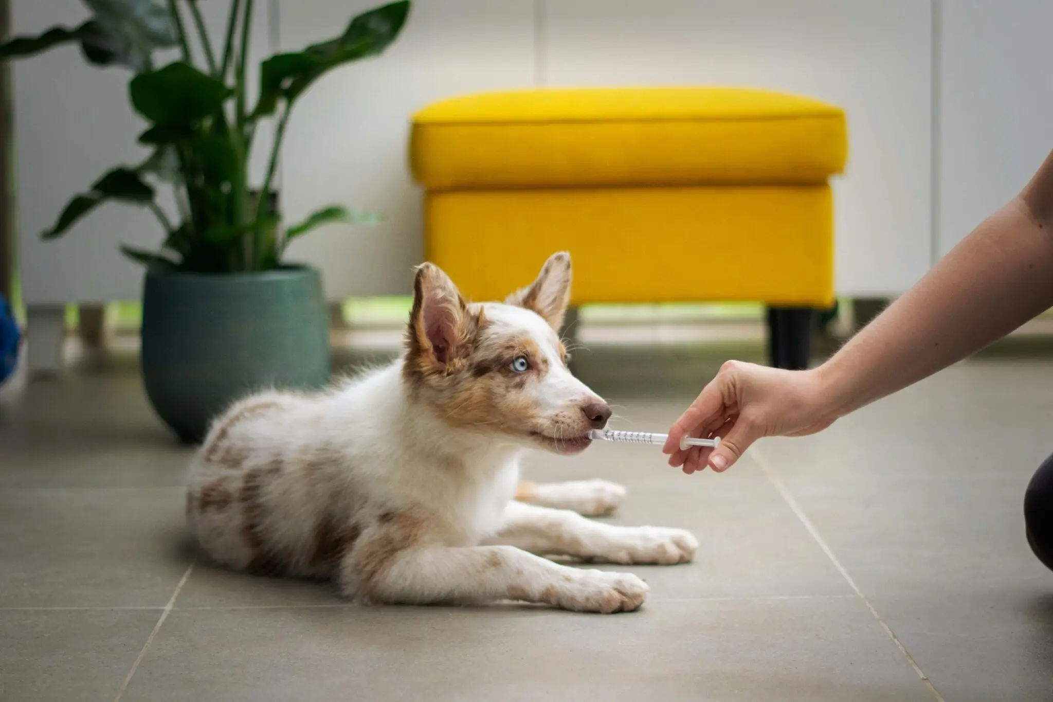 La FDA autoriza por emergencia Simparica Trio contra el gusano barrenador en perros y cachorros de EE UU 1 Simparica Trio