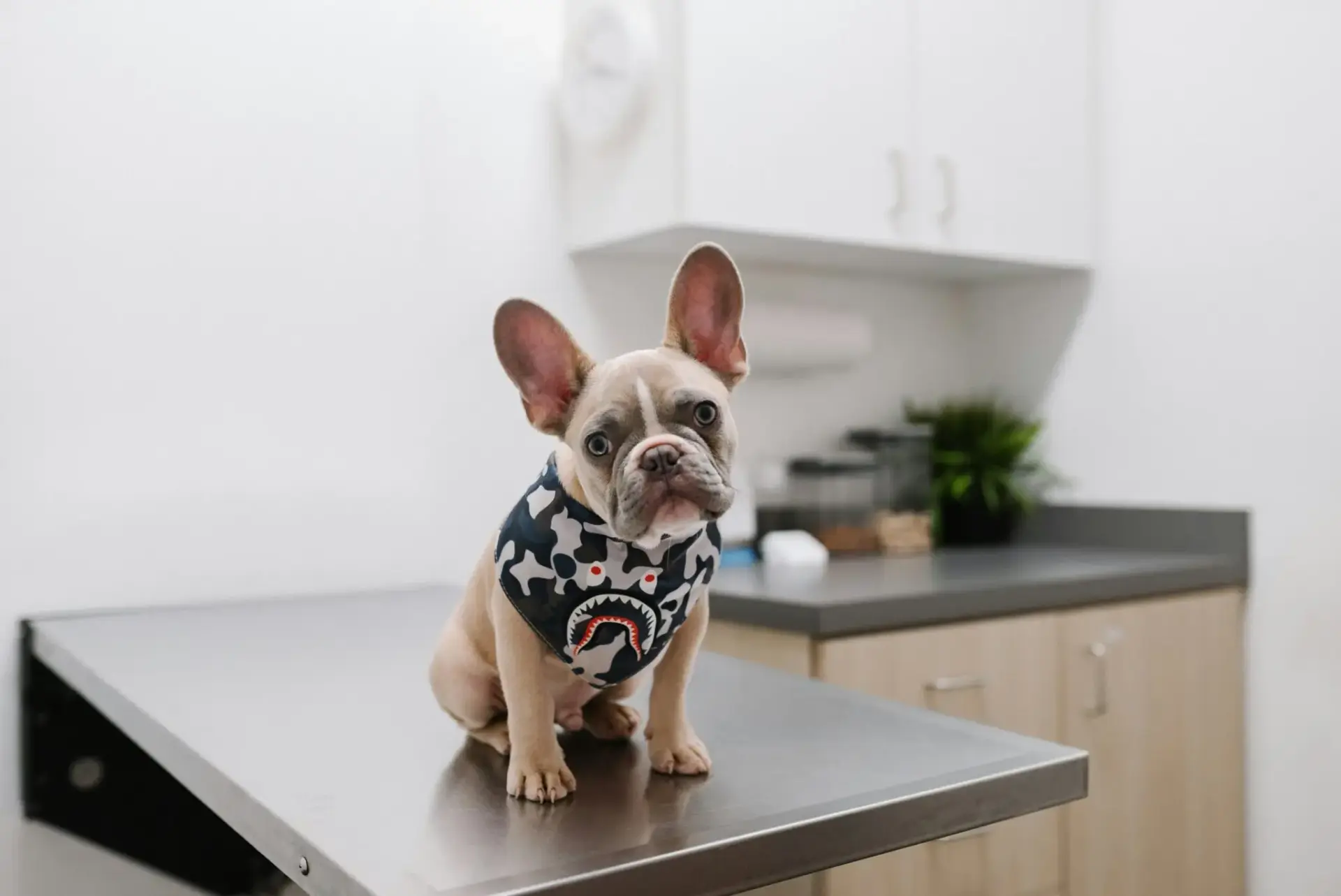 viajar-con-perro-en-coche-agos-transportar-mascotas-1 transportar mascotas con seguridad