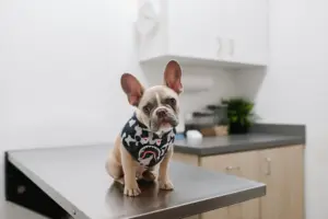 transportar mascotas con seguridad