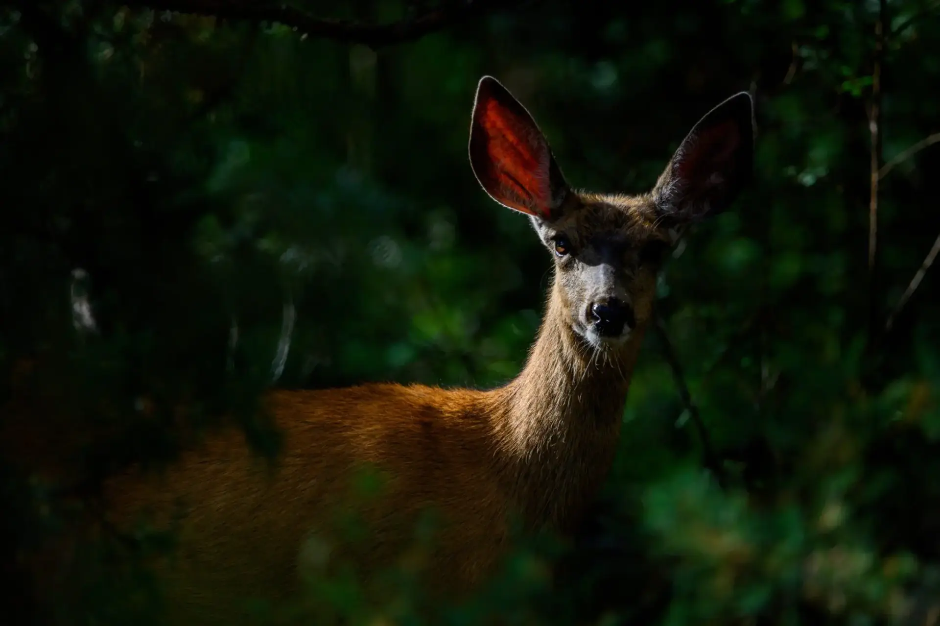 wildlife-photographer-of-the-year-imagen-portada Wildlife Photographer of the Year