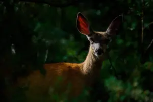 Wildlife Photographer of the Year