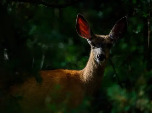 wildlife-photographer-of-the-year-imagen-portada Wildlife Photographer of the Year